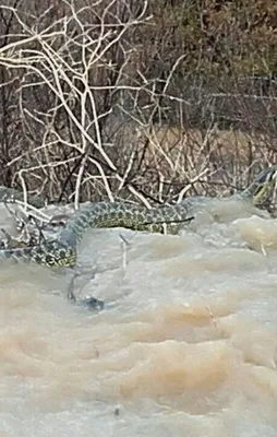 Manisa'da görüntülendi! Boyu en az 4 metre...