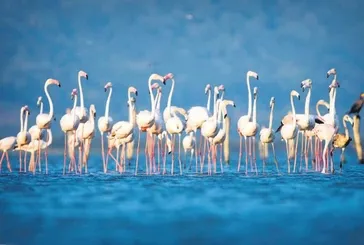 Flamingo avcılığına karşı özel koruma tedbirleri!