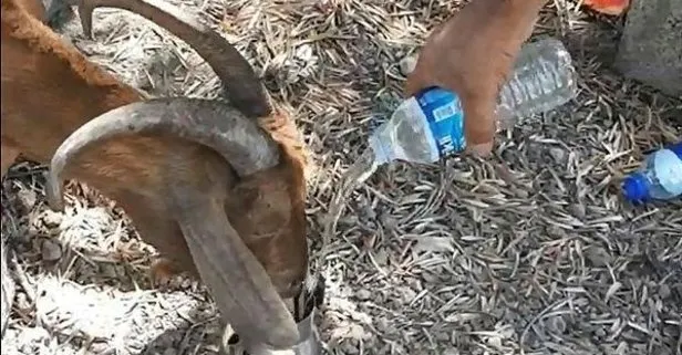 Antalya Manavgat’ta yanan ahırın enkazında kalan keçi, 6 gün sonra canlı olarak kurtarıldı