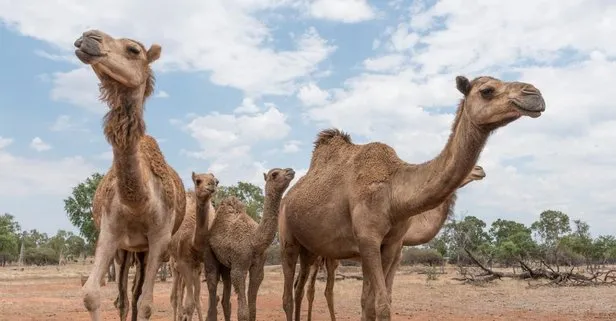 Son dakika: Avustralya’daki deve katliamını durdurmak için imza kampanyası başlatıldı