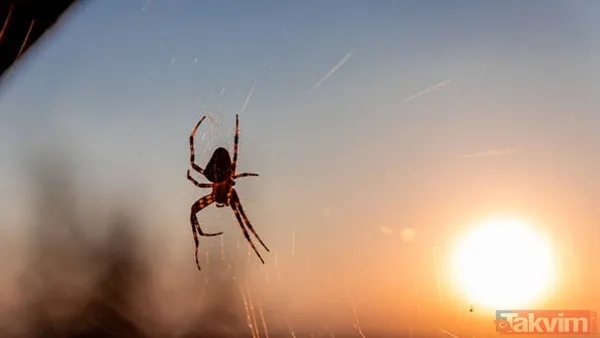 Örümceklerden korkuyor musunuz? Bilim insanları açıkladı: “Böcekler olmasaydı ekosistemin dengesi çökerdi” - 5
