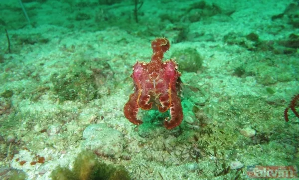 Zorlu testi geçtiler! Bilim açıkladı: Meğer mürekkep balıklarının beyni... - 9