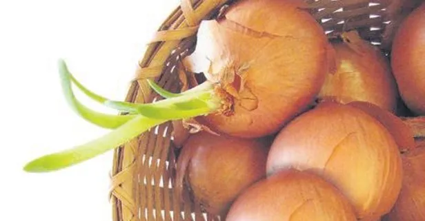 Soğanın gücü