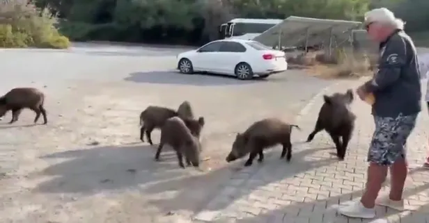 Aydın'da akıllara durgunluk veren bir olay gerçekleşti: Beslemeye çalıştığı yaban domuzu, tatilcinin kolunu ısırdı