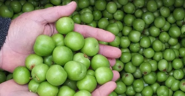 Yesil Erik Altini Gecti 750 Tl Takvim