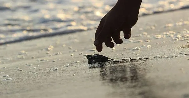 Tarım ve Orman Bakanlığı duyurdu: 537 bin 424 yavru deniz kaplumbağası denizle buluştu