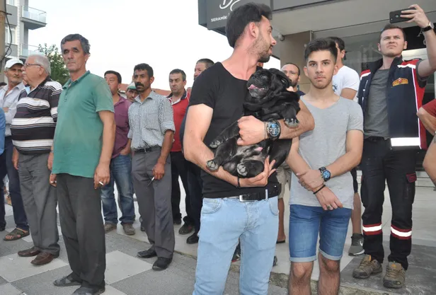 Sahibi kazada yaralanan köpek zor sakinleştirildi-3