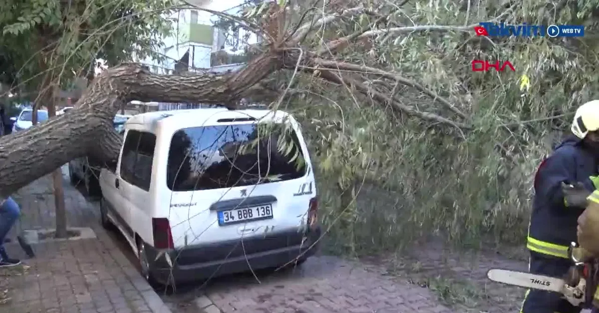 Avcılar'da otomobilin üstüne ağaç devrildi