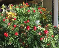 Aralık Ayının Gözdesi:Hem Şans Hem Bolluk Getirdiğine İnanılıyor