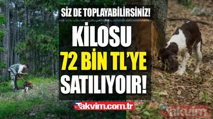 Köpekler buluyor! KİLOSU 72 BİN TL! Siz de toplayıp para kazanabilirsiniz! Türkiye’de 225 kilo bulunuyor!