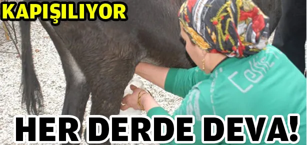 Eşek sütü kapışılıyor
