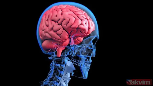 Çözülme sonrası sinir aktivitesi Dondurulan dokular daha sonra kontrollü şekilde çözülerek mikroskop altında incelendi. Analizlerde: Sinir hücrelerinin...