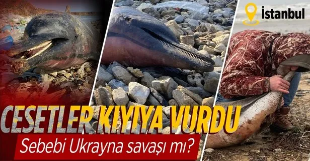 Eyüpsultan sahilde 24 ölü yunus balığı kıyıya vurdu! Sebebi Ukrayna savaşından denize sızan kimyasallar mı?