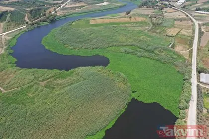 Evsel atıklar yüzünden Asi Nehri’nde ekosisteme zarar veren su sümbülleri arttı