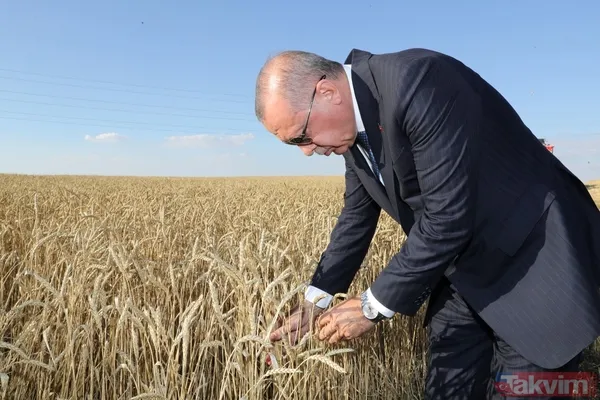 Başkan Erdoğan biçerdöverde buğday hasatı yaptı - 35