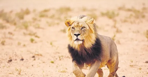 Çorum’da ’aslan görüldüğü’ iddiası heyecana neden oldu! Ekipler drone ile arama çalışması başlattı...