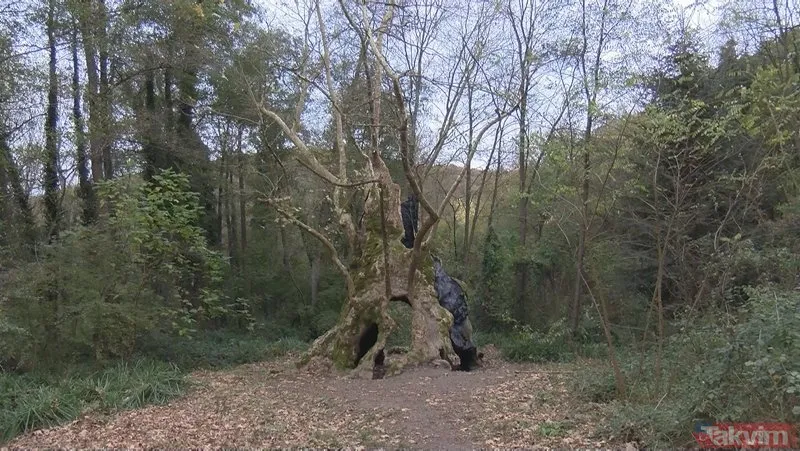 İstanbul’un en yaşlı ağacı! Sarıyer Bahçeköy’deki Doğu Çınarı tam bin 300 yaşında