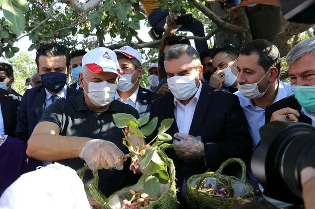 Koronavirüsü atlatan Binali Yıldırım ve eşi Semiha Yıldırım Şanlıurfa'da fıstık hasadına katıldı
