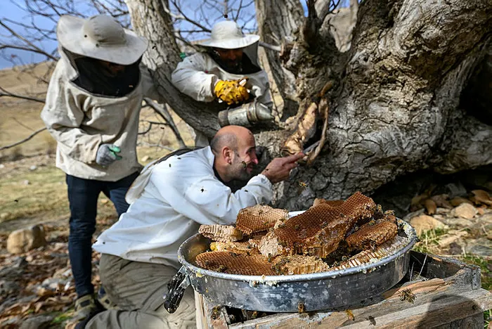 1-saatte-6-bin-tl-3-saatte-30-bin-tl-kazandi-ceviz-agacinin-kavugundan-cikardi-1-kilosu-ceyrek-altinin-tam-2-k-1701851766769.jpg Ceviz ağacının kavuğundan çıkardı! 1 saatte 6 bin TL, 3 saatte 30 bin TL kazandı! 1 kilosu çeyrek altının tam 2 katı-6