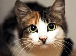 Sağır kediler daha iyi görüyor