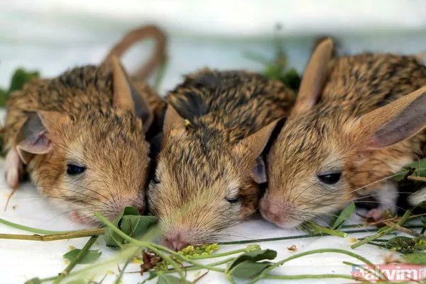 Nesli tükenme tehlikesi altında! Bitkin halde bulunan 5 yavru Arap tavşanı özel bakıma alındı - 3