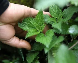 Ağrı kesici ısırgan otu