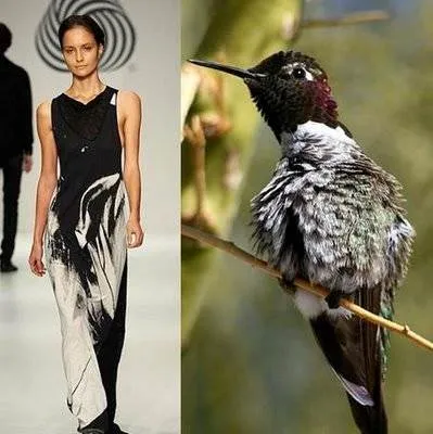Modanın kuşlara göre uyarlanışı