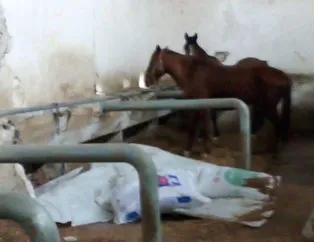 Atlar ölüyor belediye veterineri savunuyor!