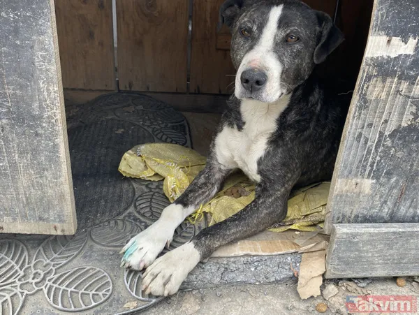 İstanbul, Tuzla'da cani sürücü 4 yaşındaki köpeği ezdi ve arkasına bakmadan kaçtı - 5