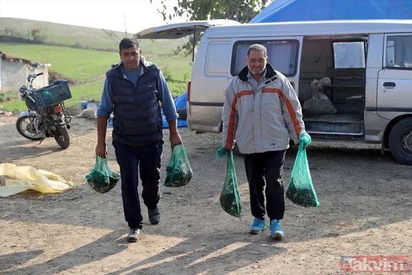 Günlük 900 lira kazanıyorlar! Türkiye'nin birçok ilinden toplanan kurbağalar Avrupa'ya ihraç ediliyor - 34