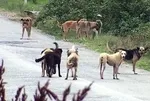 Başıboş köpek sorununun korkunç bilançosu: Kimi öldü kimi parçalandı, kimi yaralandı!