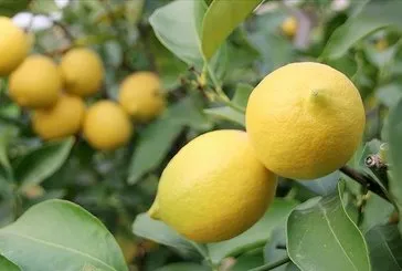 Kalbimiz limonda