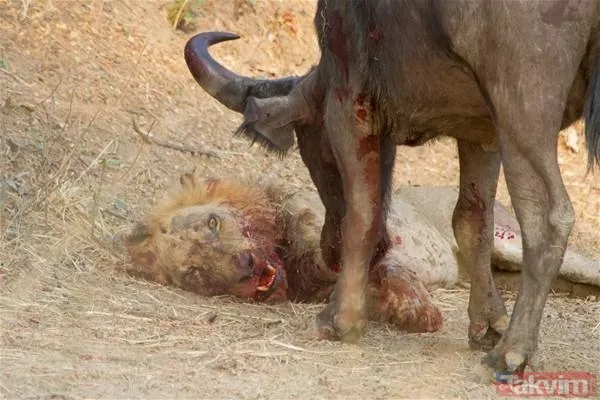 Aslan ve kaplanın (kavgası) karşılaşması hayrete düşürdü! - 48