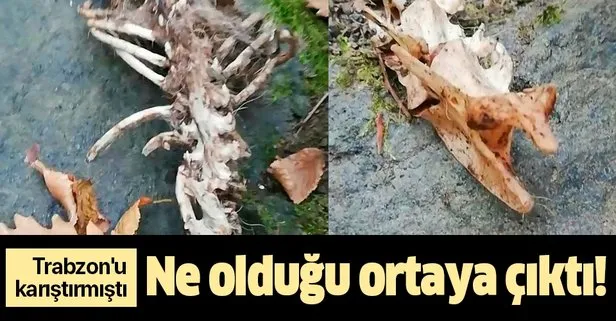 Trabzon’u karıştıran iskeletin ne olduğu ortaya çıktı
