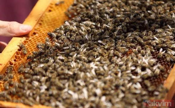 Ordu'da üretilen arı sütünün kilosu 20 bin TL'ye satılıyor