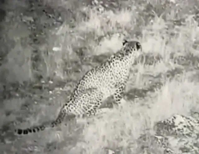 En tehlikeli yırtıcılardan! İlk kez bu kadar net görüntülendi