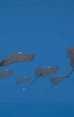 Türk yağımı Silahlı İnsansız Deniz Aracı ‘Wattozz’ tüm dünyada yankı uyandırdı