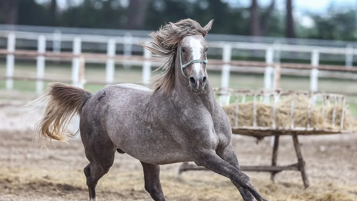 İstanbul Ataşehir’de mide bulandırıcı görüntüler: Atları kesip satışa sunmuşlar