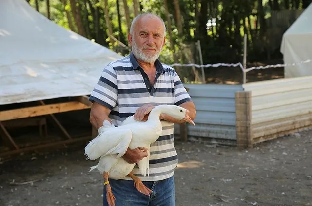 Akkuş'ta "kaz çiftliği" kurdu siparişlere yetişemiyor