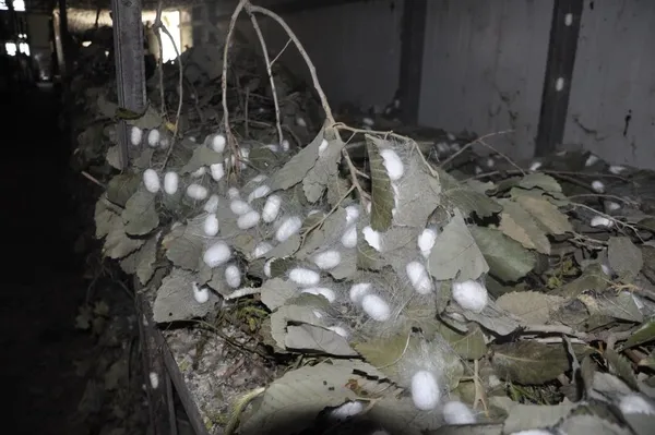 ipek-bocegi-besiciligi-40-gunde-20-bin-lira-kazandiriyor-1653916675506.jpg İpek böceği besiciliği 40 günde 20 bin lira kazandırıyor-6