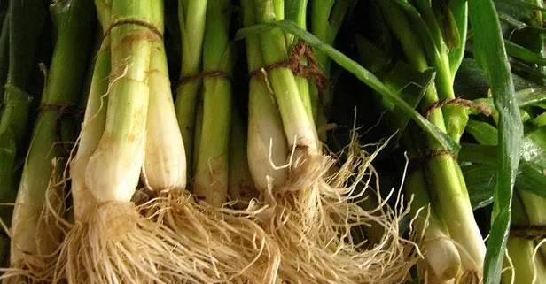 Bağırsak için pırasa tüketin