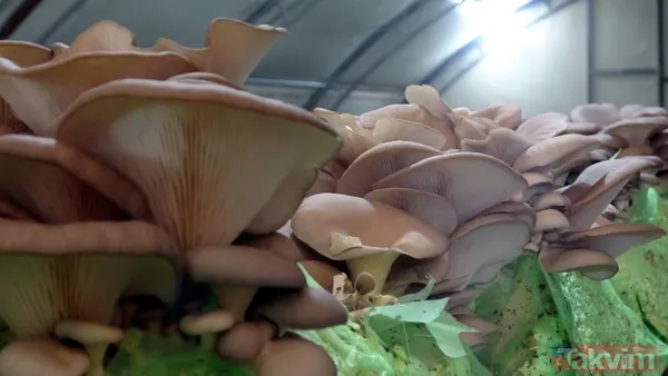 Emekli astsubay hobi olarak başladığı istiridye mantarı yetiştiriciliğinden yılda 520 bin lira kazanıyor - 2