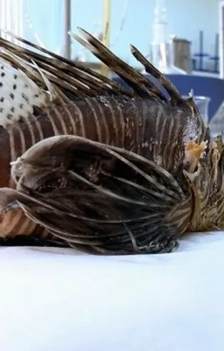 Akdeniz'de aslan balığı alarmı! Felç ediyor!