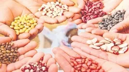 Sebze tohumunda ihracat rekoru