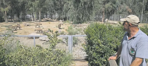 Sırtlan Şerafettin