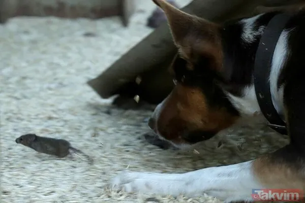 Koronavirüs fare istilasından sonra şimdi de örümcek istilası! Avustralya'da her yeri örümcek ağları kapladı - 10