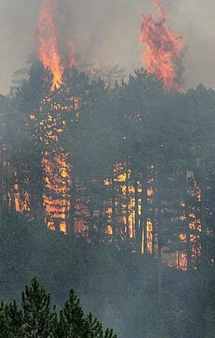 Son dakika: Konya'da orman yangını