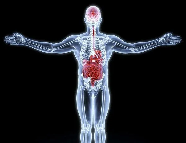 Bağırsaklar da unutur