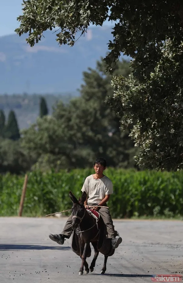 Günün en ilginç haberi: Japon turist Merzifon'dan aldığı eşekle Türkiye'yi gezdi - 8