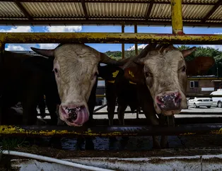 Kurban Bayramı yaklaştı kurbanlık alanları kurulmaya başlandı! 2 yıl sonra bir ilk! Kurbanlık fiyatları ne kadar?